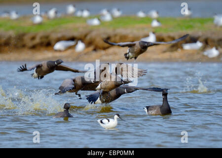 La Bernache cravant (Branta bernicla), troupe de brent geese flying off, Pays-Bas Banque D'Images