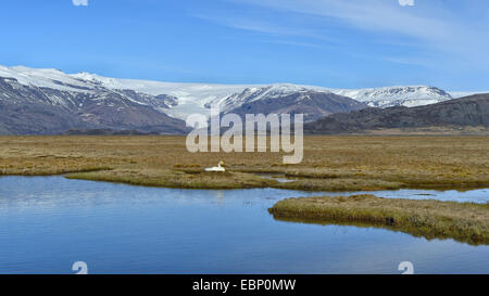 Cygne chanteur (Cygnus cygnus), l'élevage sur une petite île dans une lande lake, dans l'arrière-plan le glacier Vatnajoekull, langues de l'Islande Banque D'Images