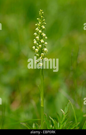 Petit-white orchid (Pseudorchis albida), la floraison, Allemagne, Bavière, Murnauer Moos Banque D'Images