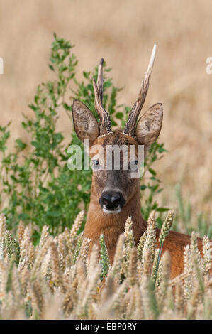 Le chevreuil (Capreolus capreolus), roe buck dans un champ de maïs dans la saison du rut, l'ALLEMAGNE, Basse-Saxe Banque D'Images