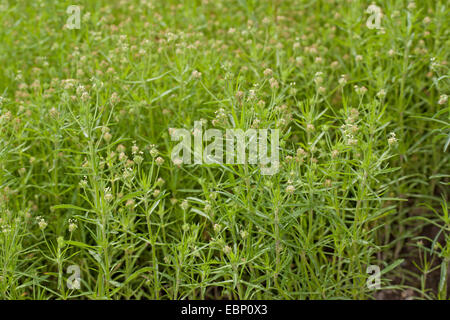 Le psyllium noir foncé, le psyllium, africaine, plantain plantain Psyllium glandulaire (afrum, Plantago afra, Planatgo afrum, plantago psyllium), blooming Banque D'Images