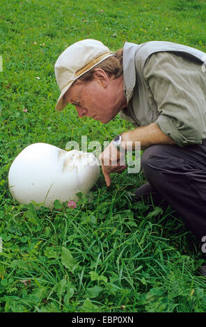 Vesse-de-géant, champignons Puffball (Calvatia gigantea, Langermannia gigantea, Lycoperdon gigantea, Clavatia maxima), l'homme à la vesse-de-géant à dans un pré, l'Italie, le Tyrol du Sud Banque D'Images