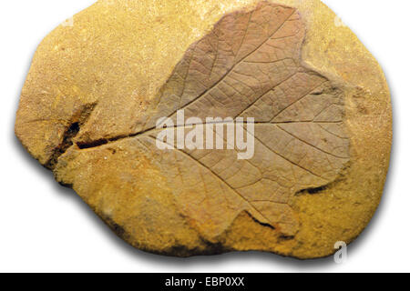 Sassafras Sassafras (cretaceum), feuille fossile du Crétacé (140-65 millions d'années), la localité : USA Banque D'Images