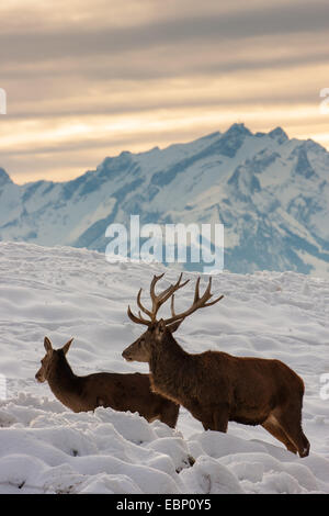 Red Deer (Cervus elaphus), couple de cerfs rouges debout dans la neige en face d'une montagne, l'Autriche, le Vorarlberg, Bregenz Banque D'Images