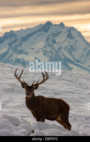 Red Deer (Cervus elaphus) stag, debout dans la neige en face d'une montagne, l'Autriche, le Vorarlberg, Bregenz Banque D'Images