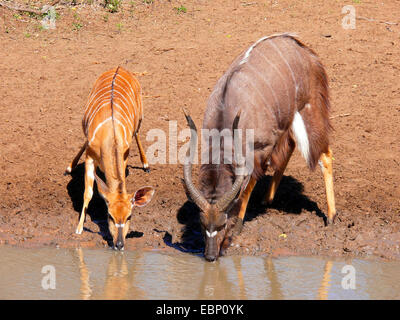 Nyala (Tragelaphus angasi), mâle et femelle à l'étang, Afrique du Sud Banque D'Images