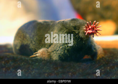 Taupe à nez étoilé, Condylura cristata (museau) avec des appendices charnus rose utilisé comme un organe tactile Banque D'Images