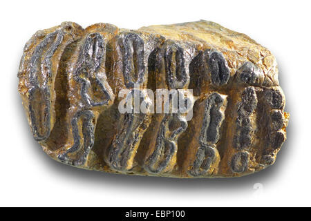 Mammouth (Mammuthus trogontherii steppe), d'une molaire mammuth Steppe du Pléistocène moyen (300.000 ans), la localité : Mer du Nord Banque D'Images