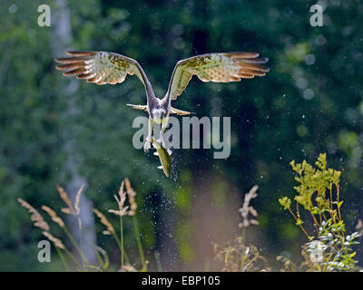 Osprey, le poisson hawk (Pandion haliaetus), Flying Eagle avec rétroéclairage en proie dans ses serres, Finlande Banque D'Images