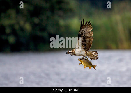 Osprey, le poisson hawk (Pandion haliaetus), volant au-dessus d'un lac avec un poisson pris dans ses griffes, Allemagne, Brandebourg Banque D'Images