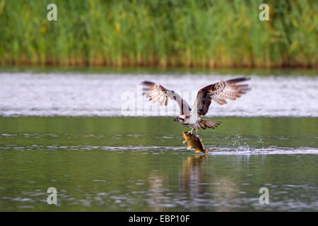 Osprey, le poisson hawk (Pandion haliaetus), volant au-dessus d'un lac avec un poisson pris dans ses griffes, Allemagne, Brandebourg Banque D'Images