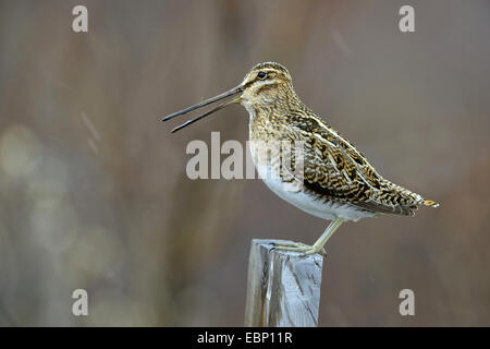 La bécassine des marais (Gallinago gallinago), assis sur un poste en bois pendant la pluie, appelant l'Islande Banque D'Images