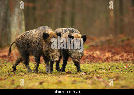 Le sanglier, le porc, le sanglier (Sus scrofa), deux rivaux côte à côte sur un claering, Allemagne, Bade-Wurtemberg Banque D'Images