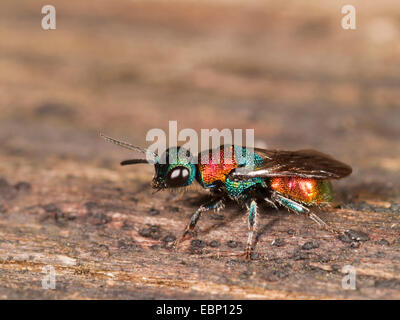 Guêpe coucou niemelai (Chrysis), femme sur bois , Allemagne Banque D'Images