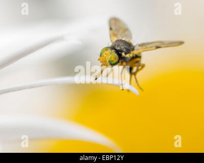 Peacock fly (Ensina sonchi), femelle sur oxeye daisy-fleur, Leucanthemum vulgare, Allemagne Banque D'Images