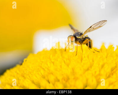 Peacock fly (Ensina sonchi), femelle sur oxeye daisy-fleur, Leucanthemum vulgare, Allemagne Banque D'Images