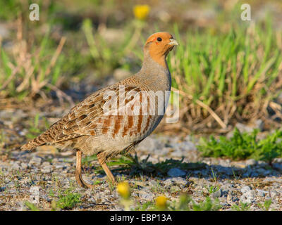 La perdrix grise (Perdix perdix), sur le sol rocheux, Allemagne Banque D'Images