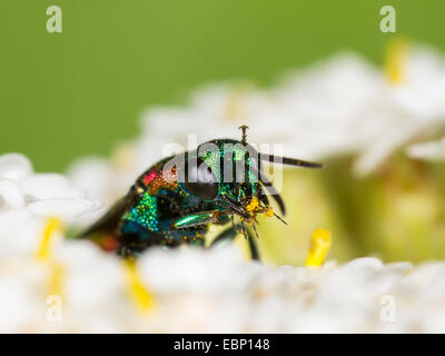 Guêpe coucou niemelaei (Chrysis), femme nettoie elle-même sur l'achillée millefeuille, Allemagne Banque D'Images