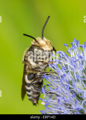 (Coelioxys conoidea Coelioxys), homme qui se nourrissent de mer plate holly, Eryngium planum, Allemagne Banque D'Images