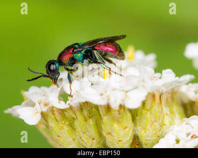 Guêpe coucou niemelaei (Chrysis), femme nettoie elle-même sur l'achillée millefeuille, Allemagne Banque D'Images