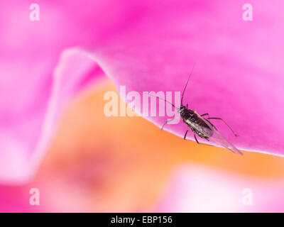 Puceron, les pucerons (Aphididae), les pucerons suçant une rose fleur, Allemagne Banque D'Images