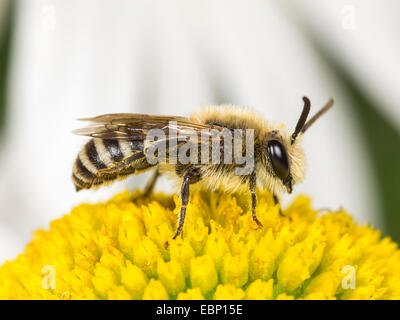 Colletid bee (Colletes similis), homme nettoie elle-même sur une marguerite blanche fleur, Allemagne Banque D'Images