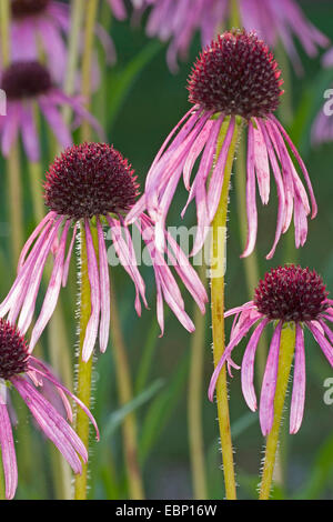 Échinacée angustifolié, l'échinacée à feuilles étroites, Blacksamson Echinacea angustifolia (échinacée, Brauneria angustifolia), inflorescences Banque D'Images