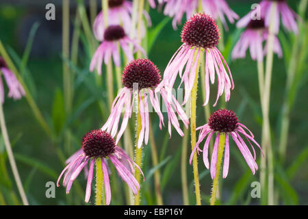 Échinacée angustifolié, l'échinacée à feuilles étroites, Blacksamson Echinacea angustifolia (échinacée, Brauneria angustifolia), inflorescences Banque D'Images