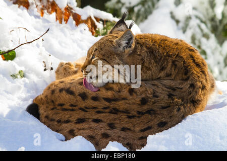 Le lynx (Lynx lynx lynx), couché dans préparation de la neige, de l'Allemagne, la Bavière, le Parc National de la Forêt bavaroise Banque D'Images