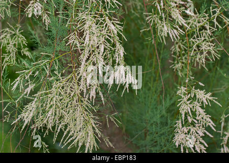 Tamaris rose, tamaris, Tamarix, tamaris, cinq arbres-étamine Tamarix, saltcedar, sel, cèdre (Tamarix ramosissima), blooming Banque D'Images