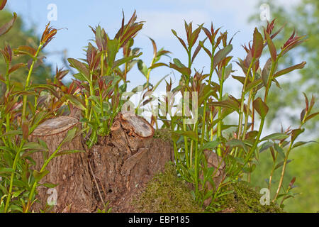 Le saule, l'osier (Salix spec.), jeunes pousses de saules étêtés à un, Allemagne Banque D'Images