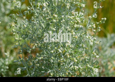 Absinthe la mer, la mer de l'absinthe, vieille femme (Artemisia maritima, Seriphidium maritimum), blooming, Allemagne Banque D'Images