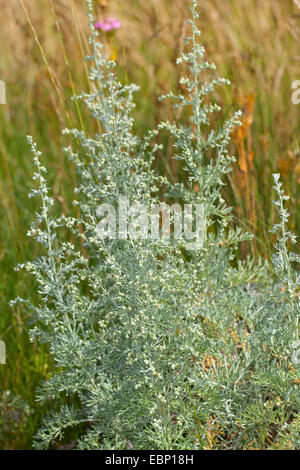 Absinthe la mer, la mer de l'absinthe, vieille femme (Artemisia maritima, Seriphidium maritimum), blooming, Allemagne Banque D'Images