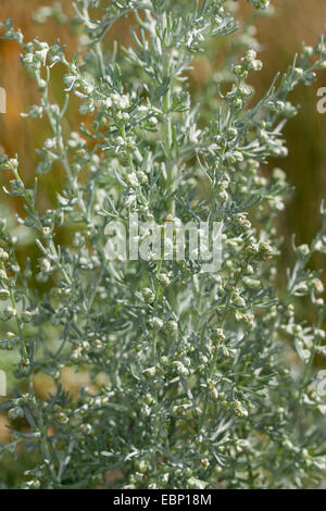 Absinthe la mer, la mer de l'absinthe, vieille femme (Artemisia maritima, Seriphidium maritimum), blooming, Allemagne Banque D'Images