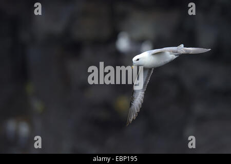 Le fulmar boréal (Fulmarus glacialis), battant en face d'un mur de lave noire, de l'Islande Banque D'Images