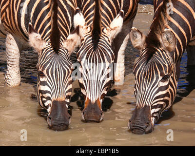 Le zèbre de Burchell, zèbre (Equus zebra commun, quagga burchelli, Equus burchelli), boire, têtes rapprochées, Afrique du Sud Banque D'Images