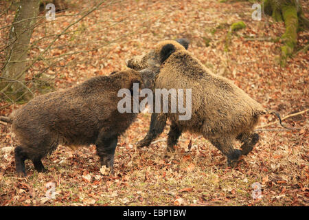 Le sanglier, le porc, le sanglier (Sus scrofa), contradictoires dans la saison de l'accouplement tuskers, Allemagne, Bade-Wurtemberg Banque D'Images