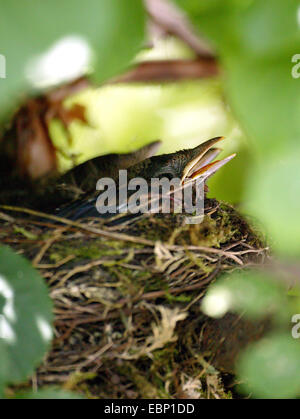 Blackbird (Turdus merula), les jeunes merles in nest Banque D'Images