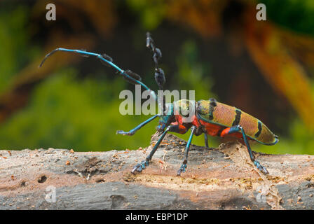 Le longicorne asiatique (Diostocera wallichi tonkinensis), la marche sur le bois mort Banque D'Images