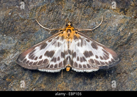 Petit (Eurrhypara hortulata magpie, Eurrhypara urticata Eurrhypara, urticalis), sur l'écorce, Allemagne Banque D'Images