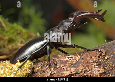 Stag Beetle (Hexathrius buqueti), homme Banque D'Images