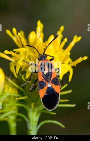Tropidothorax leucopterus (Bug au sol), sur fleur jaune, Allemagne Banque D'Images