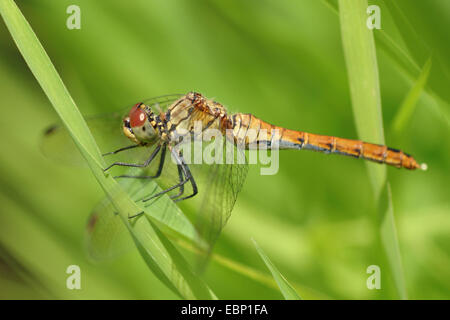 Ruddy, sympetrum Sympetrum sanguineum ruddy (dard), Femme, Allemagne Banque D'Images