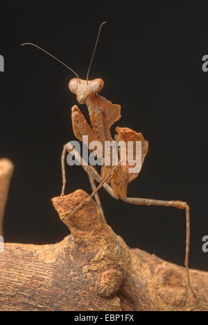 Feuille morte géant malaisien, Mantis Mantis feuille morte (Deroplatys desiccata), sur une branche Banque D'Images