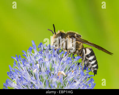 (Coelioxys conoidea Coelioxys), homme qui se nourrissent de mer plate holly, Eryngium planum, Allemagne Banque D'Images