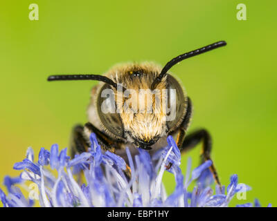 (Coelioxys conoidea Coelioxys), homme qui se nourrissent de mer plate holly, Eryngium planum, Allemagne Banque D'Images