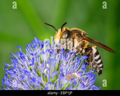 (Coelioxys conoidea Coelioxys), homme qui se nourrissent de mer plate holly, Eryngium planum, Allemagne Banque D'Images