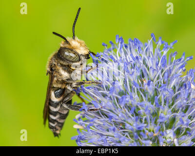 (Coelioxys conoidea Coelioxys), homme qui se nourrissent de mer plate holly, Eryngium planum, Allemagne Banque D'Images