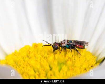 Cuckoo wasp (Chrysis ardens), Chrysis ardens mâle sur la marguerite blanche , Allemagne Banque D'Images