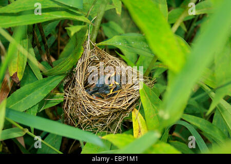 Marsh warbler (Acrocephalus palustris), avec l'envol du nid, Allemagne Banque D'Images